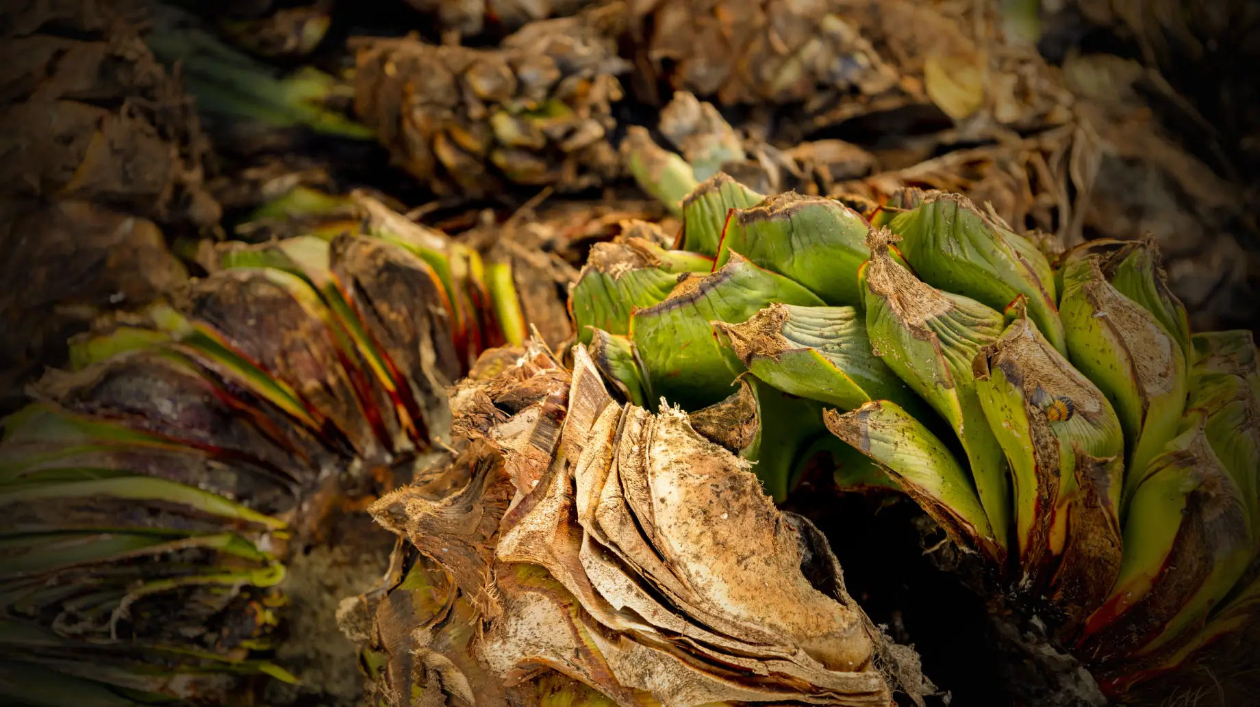 Agave